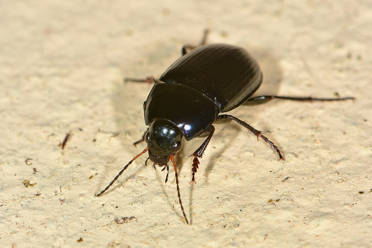 Carabidae:  Amara ovata